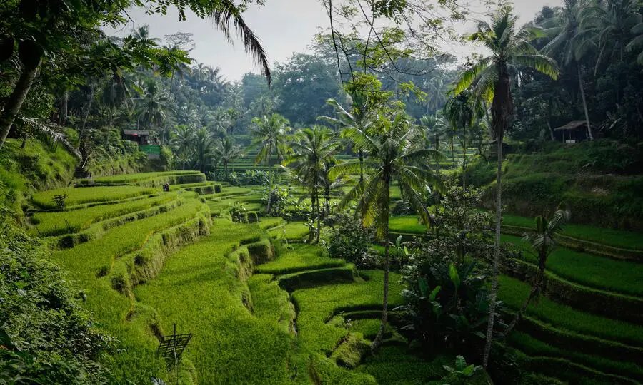 Bali Essence